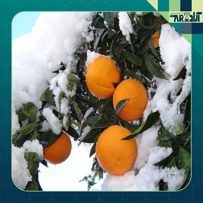روشهای مقابله و پیشگیری از سرمازدگی محصولات کشاورزی | دمای سرمازدگی