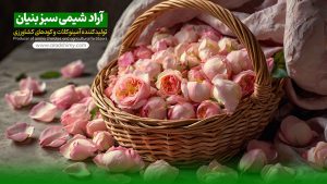 برنامه عمومی تغذیه کودی گل محمدی