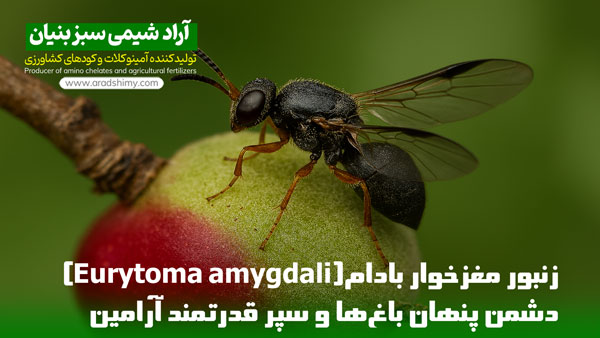 زنبور مغزخوار بادام(Eurytoma amygdali) دشمن پنهان باغ‌ها و سپر قدرتمند آرامین