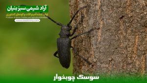 سوسک چوبخوار