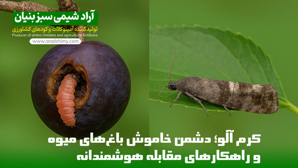 کرم آلو؛ دشمن خاموش باغ‌های میوه و راهکارهای مقابله هوشمندانه