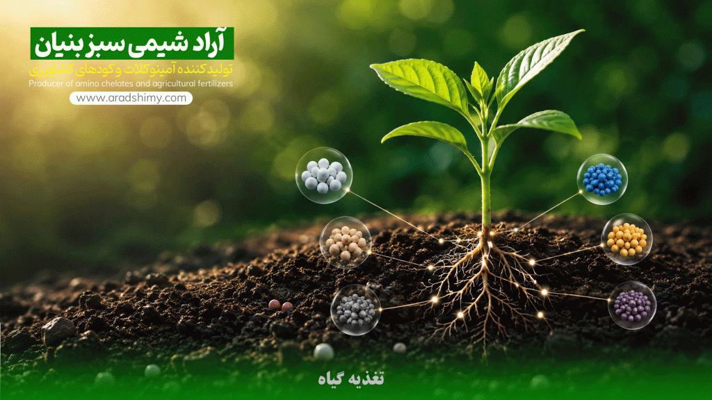 تغذیه گیاه